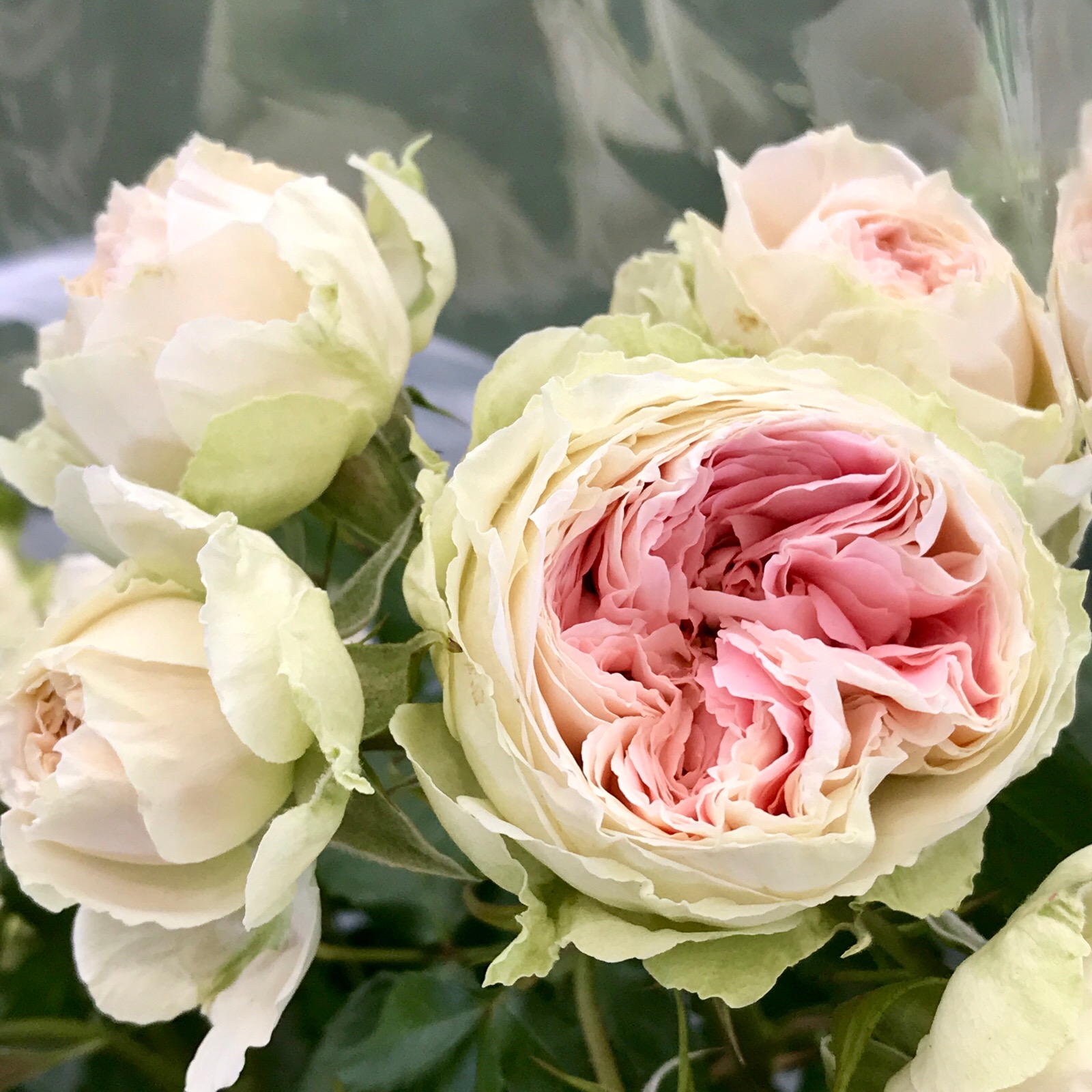 国際薔薇とガーデニングショウで思わず購入したのは カップ咲きが可愛い黄色の薔薇 シャトウー ドゥ シュベルニーと 真ん中の薄ピンクがとてもオシャレな パシュミナ 幸せエネルギー研究所