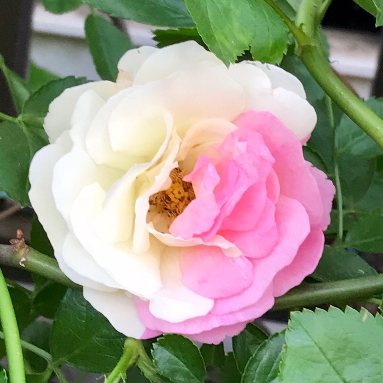 なんと真っ白な薔薇のサマースノーに かわいい半分ピンク色の花が咲きました 幸せエネルギー研究所