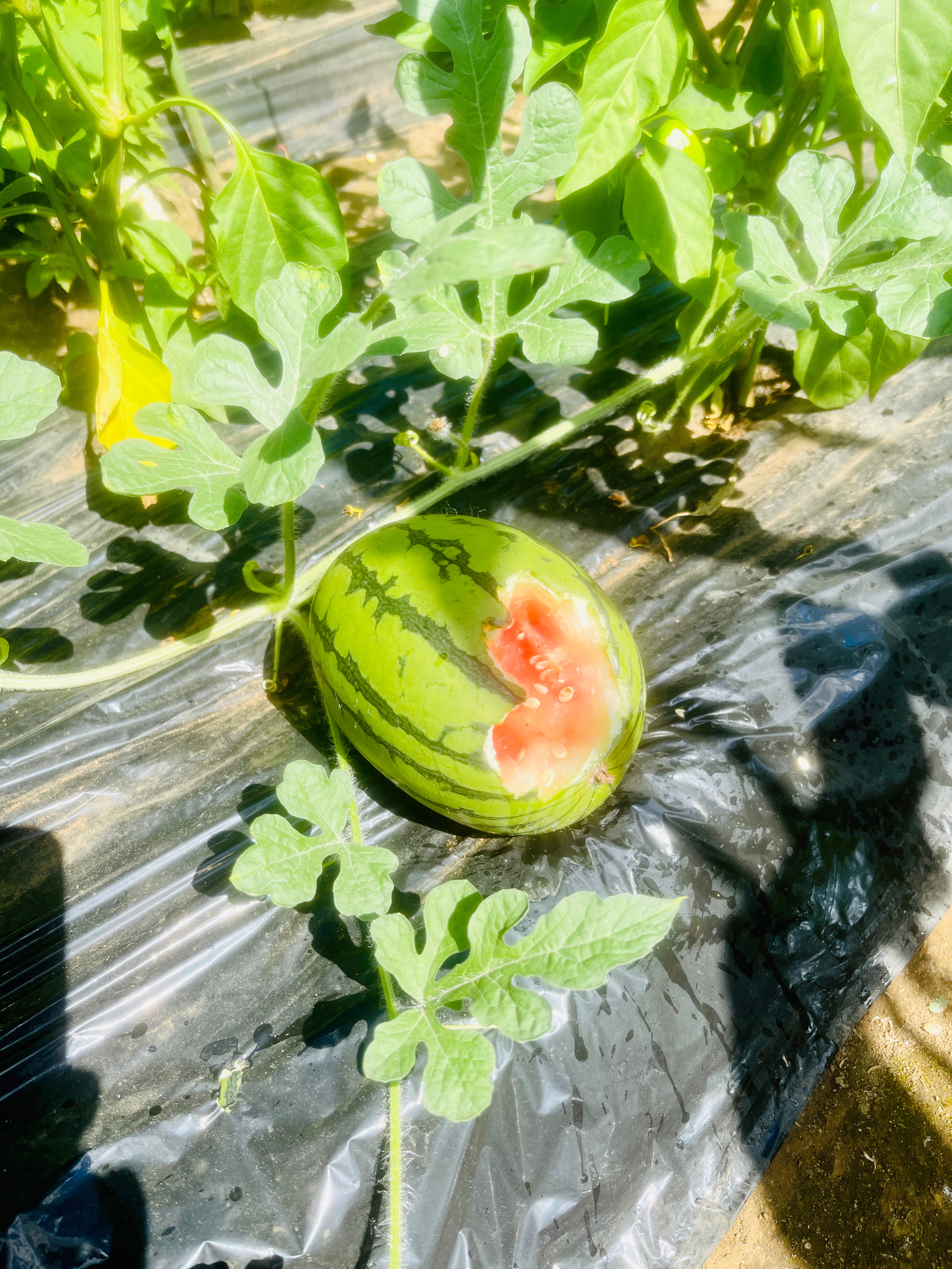 ショック！かわいいスイカがカラスに食べられちゃいました